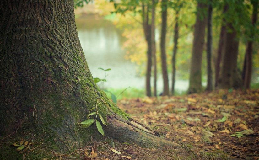 Przepiękny i {porządny zieleniec to nie lada wyzwanie, szczególnie jak jego pielęgnacją zajmujemy się sami.